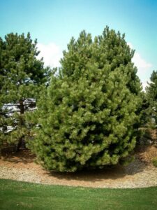 Сосна Чёрная (Pinus Nigra) купить по цене от 270.00р. в интернет-магазине «Посадика» с доставкой почтой в в Михайловкае и по всей России – [изображение №1].