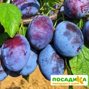 Слива Чачакская ранняя купить по цене от 229.00р. в интернет-магазине «Посадика» с доставкой почтой в в Михайловкае и по всей России – [изображение №1].