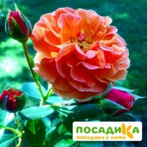 Роза Арабия купить по цене от 350.00р. в интернет-магазине «Посадика» с доставкой почтой в в Михайловкае и по всей России – [изображение №1].