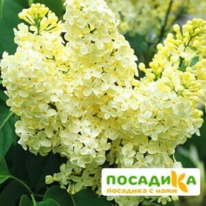 Сирень Примроуз (Primrose) купить по цене от 529.00р. в интернет-магазине «Посадика» с доставкой почтой в в Михайловкае и по всей России – [изображение №1].