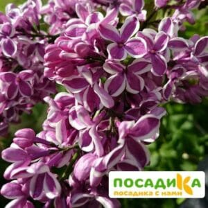 Сирень Сенсация купить по цене от 529.00р. в интернет-магазине «Посадика» с доставкой почтой в в Михайловкае и по всей России – [изображение №1].