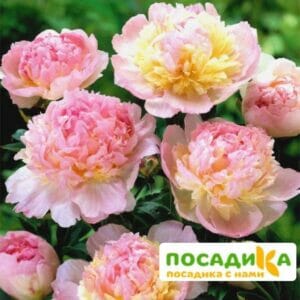 Пион Распберри Сандей (Paeonia Raspberry Sundae) купить по цене от 959р. в интернет-магазине «Посадика» с доставкой почтой в в Михайловкае и по всей России – [изображение №1].