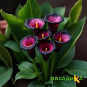 Калла Аура Лейс купить по цене от 400р. в интернет-магазине «Посадика» с доставкой почтой в в Михайловкае и по всей России – [изображение №1].