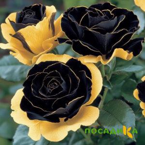 Роза Ханни Сикл купить по цене от 700р. в интернет-магазине «Посадика» с доставкой почтой в в Михайловкае и по всей России – [изображение №1].