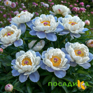 Пион акварельный Этюд купить по цене от 806р. в интернет-магазине «Посадика» с доставкой почтой в в Михайловкае и по всей России – [изображение №1].