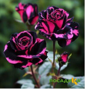 Роза Багровый Шепот купить по цене от 366р. в интернет-магазине «Посадика» с доставкой почтой в в Михайловкае и по всей России – [изображение №1].