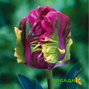 Тюльпан Экзотик Хэвен купить по цене от 186р. в интернет-магазине «Посадика» с доставкой почтой в в Михайловкае и по всей России – [изображение №1].