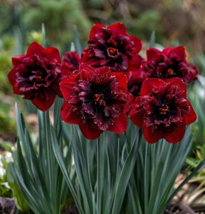 Нарцисс Сапфировый Бриз купить по цене от 3000р. в интернет-магазине «Посадика» с доставкой почтой в в Михайловкае и по всей России – [изображение №1].