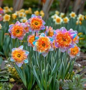 Нарцисс Айвери Дон купить по цене от 3000р. в интернет-магазине «Посадика» с доставкой почтой в в Михайловкае и по всей России – [изображение №1].