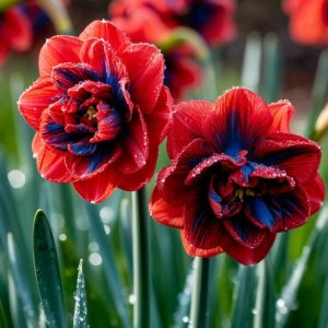 Нарцисс Эрличе купить по цене от 386р. в интернет-магазине «Посадика» с доставкой почтой в в Михайловкае и по всей России – [изображение №1].